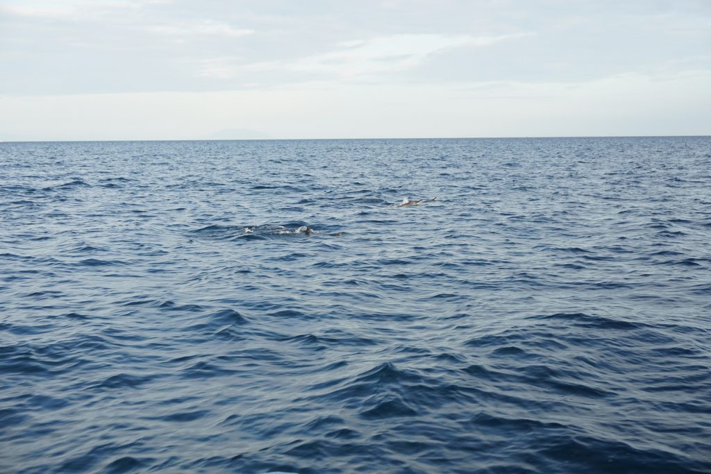 lumba-lumba bali utara