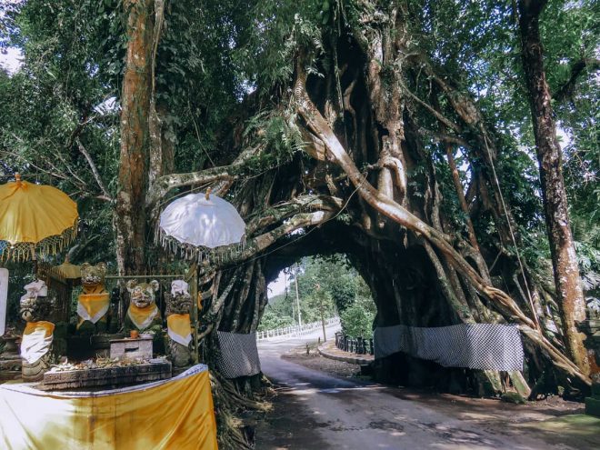 bunut bolong jembrana