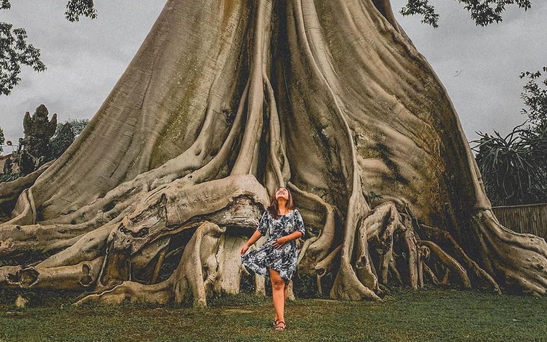 Pohon Kayu Putih Raksasa