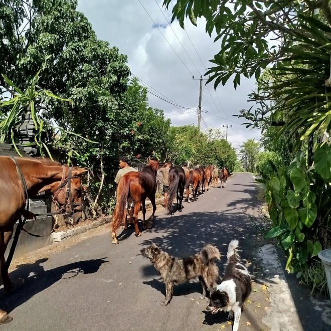 tempat berkuda di bali